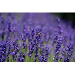 Levanduľa úzkolistá (Lavandula angustifolia) ´HIDCOTE´ - výška 50-60 cm, kont. C9L - NA KMIENKU